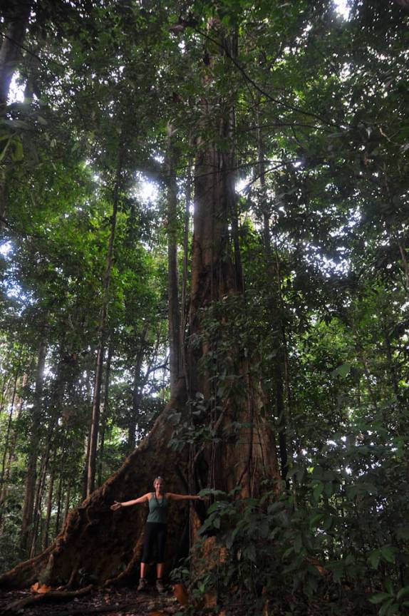Uma das gigantescas figueiras na Reserva Natural de Brownsberg, no Suriname